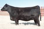 MVF Tibbie 916L