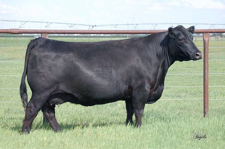 PM PRINCENE 45'14 
