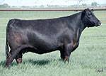 JS EMBLYNETTE 910