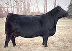 PM ROSEBUD 77'15